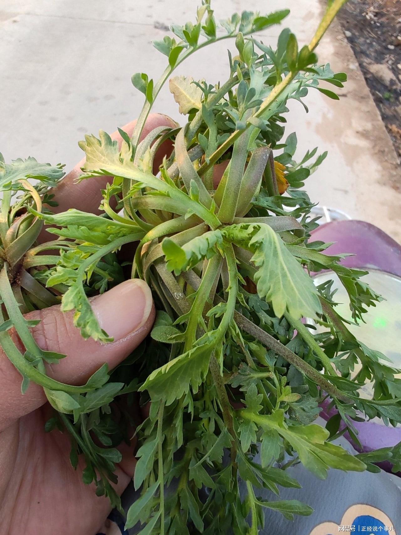 九游正版通道-黄金价格跌破1000元！看来这茬儿韭菜，是到收割的时候了？